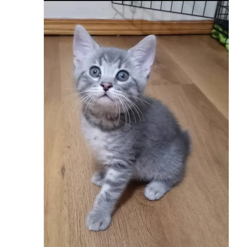 A baby small-sized female Gray / Blue / Silver American Bobtail cat named Gorgette for adoption in Parkersburg, WV