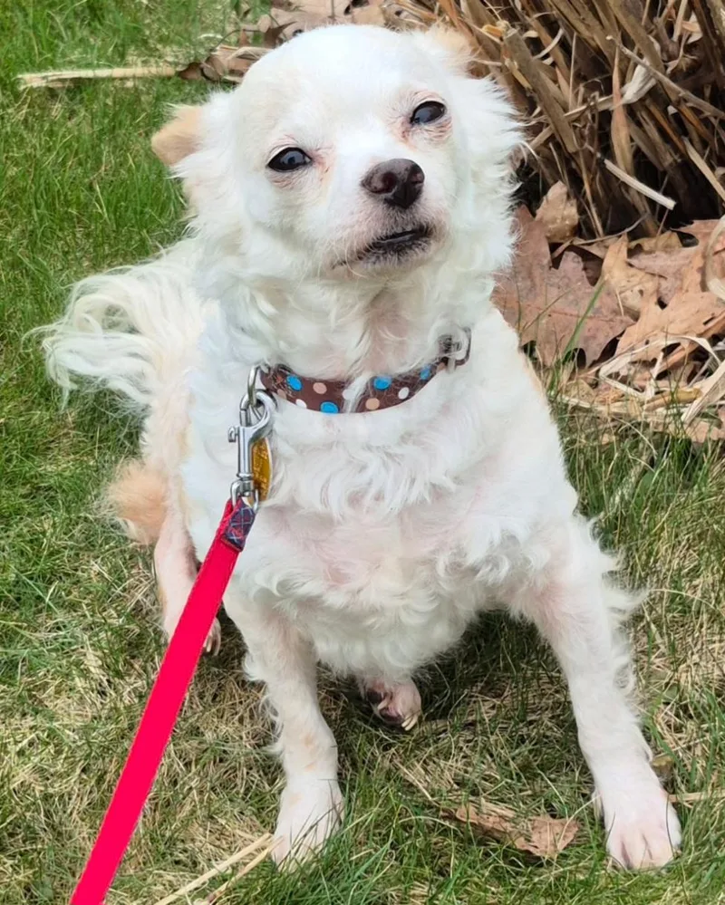 An adult small-sized male White / Cream Chihuahua dog named Liam for adoption in Tunkhannock, PA
