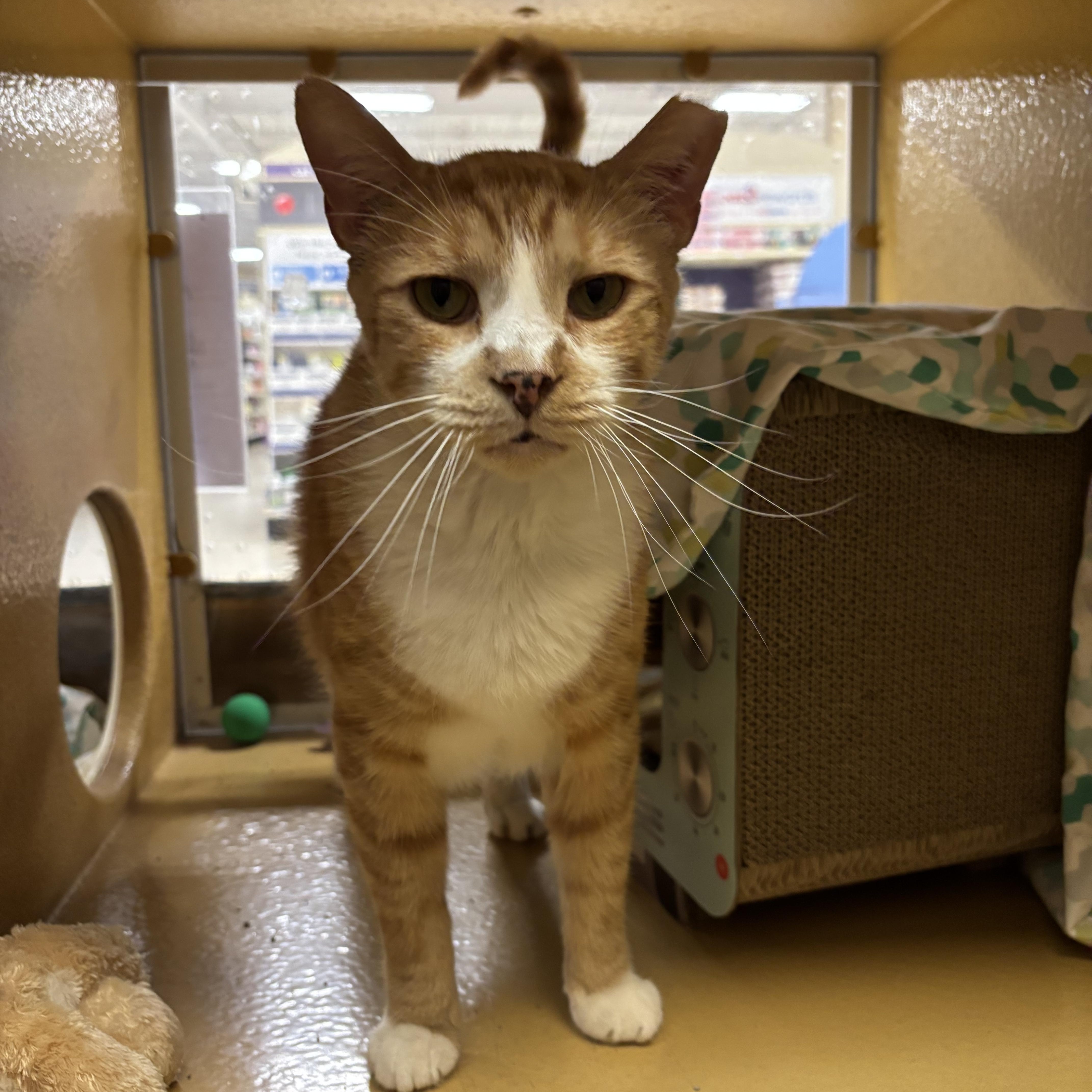 A senior medium-sized male Tabby (Orange / Red) Domestic Short Hair cat named Dorian for adoption in Bellmawr, NJ