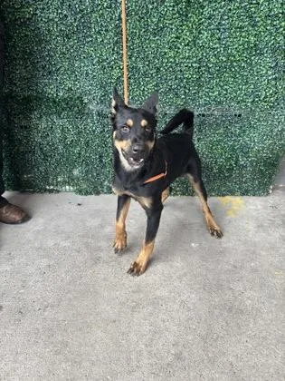 A baby medium-sized male Black Shepherd dog named 61771868 for adoption in El Paso, TX