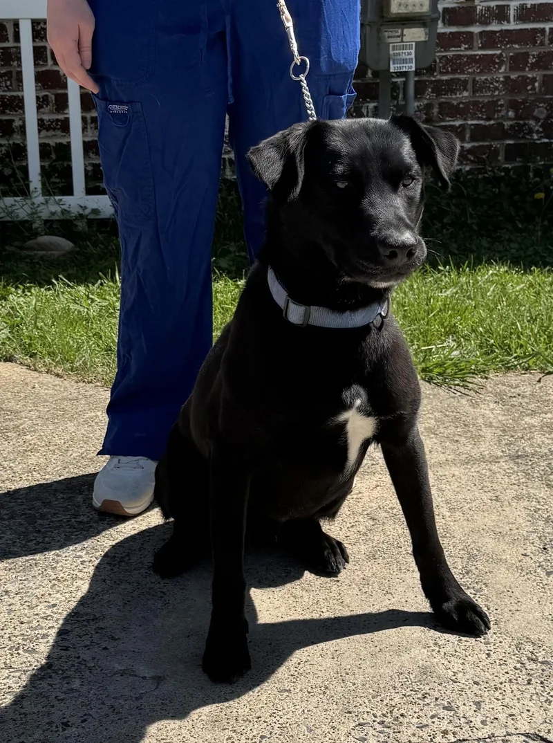 A young medium-sized male Black Labrador Retriever dog named Zeus for adoption in Naperville, IL