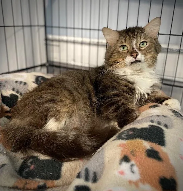 An adult medium-sized male Domestic Medium Hair cat named Arrivederci for adoption in Duxbury, MA