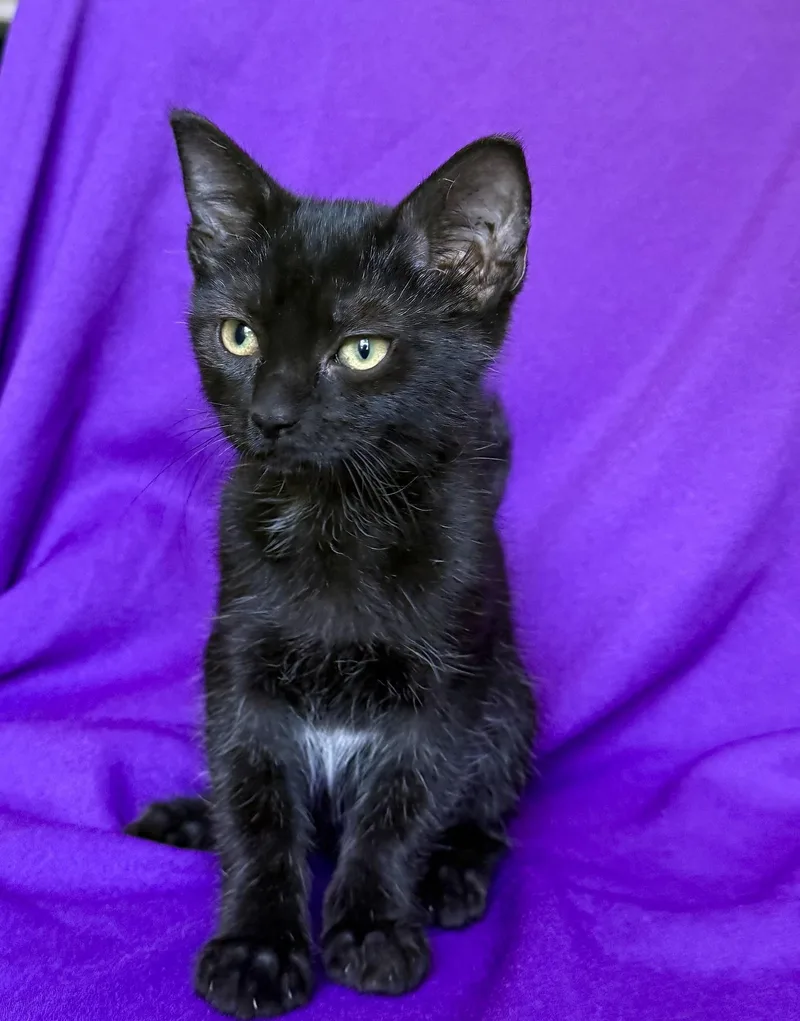 A baby medium-sized female Black & White / Tuxedo Domestic Short Hair cat named Harley for adoption in Rowland Heights, CA