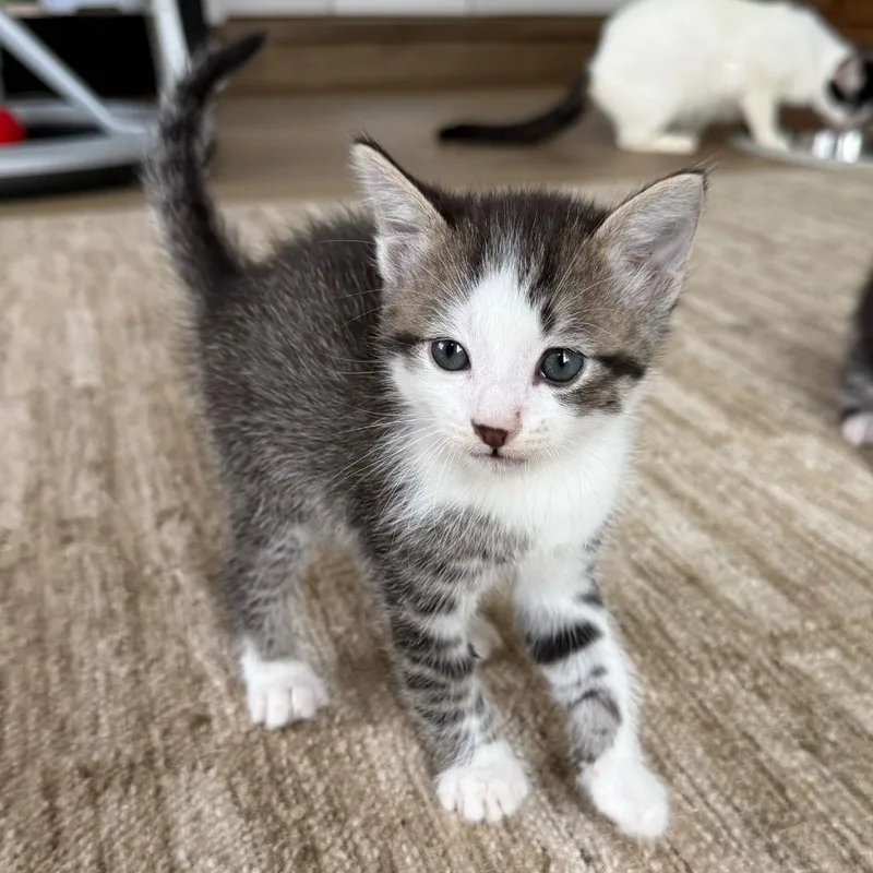 A baby small-sized male White Domestic Short Hair cat named Clemson for adoption in Escondido, CA