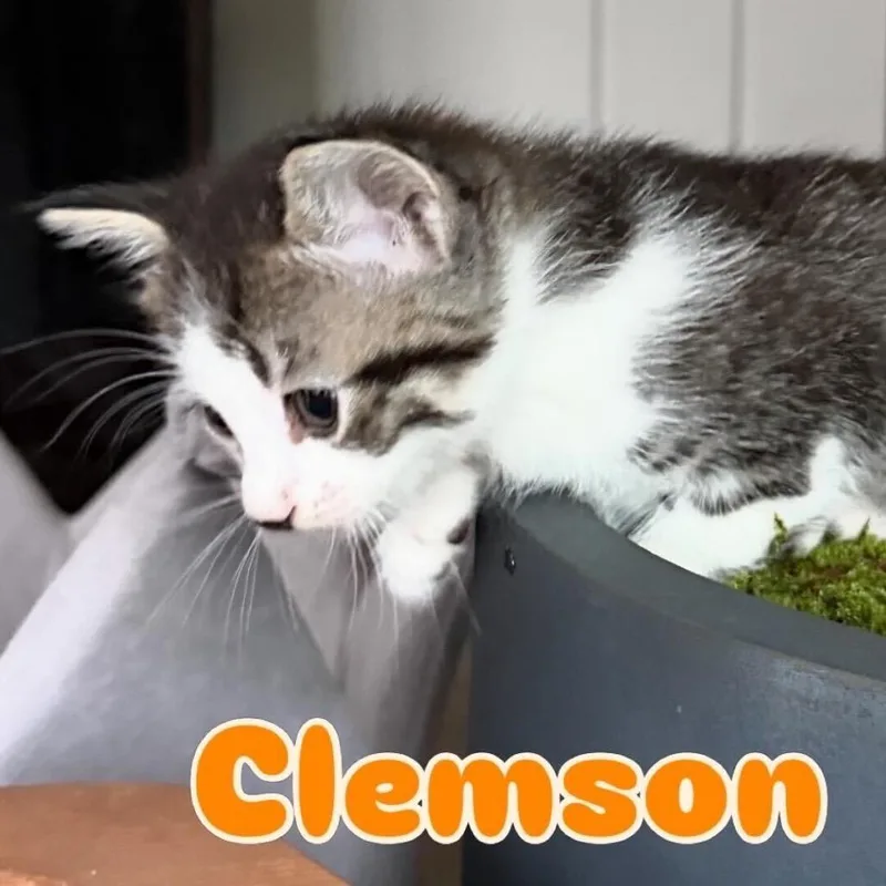 Clemson thumbnail 2