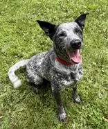 An adult large-sized male Gray / Blue / Silver Australian Cattle Dog / Blue Heeler dog named Ace for adoption in Potsdam, NY