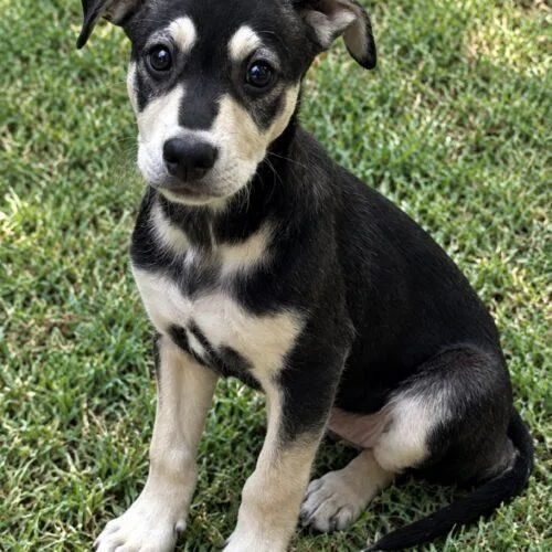 A baby small-sized male Bicolor Terrier dog named Bandit Lonestar for adoption in Rockaway, NJ