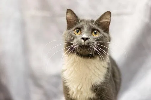 A young medium-sized male Gray & White Domestic Short Hair cat named Jared for adoption in Cary, NC