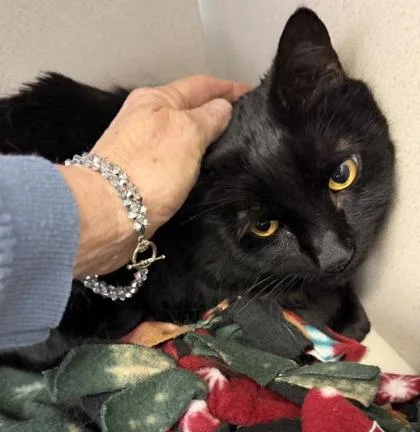 A senior large-sized male Black Domestic Short Hair cat named Cooper for adoption in Salem, NH