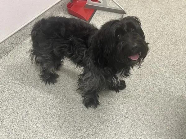 An adult small-sized male Maltese dog named Oreo for adoption in Loveland, CO