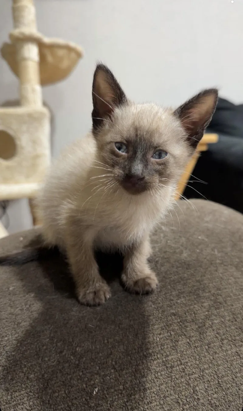 A baby small-sized male Siamese cat named Boots for adoption in Coralville, IA