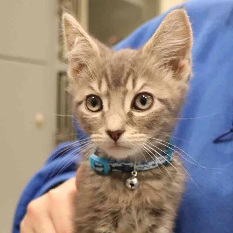 A baby small-sized male Domestic Short Hair cat named Dill for adoption in Port Washington, NY