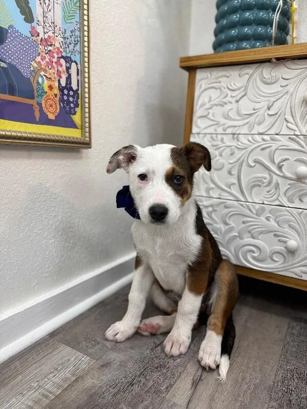 A baby medium-sized female Tricolor (Brown, Black, & White) Labrador Retriever dog named Poppy Lou Zoomieboo for adoption in Friendswood, TX