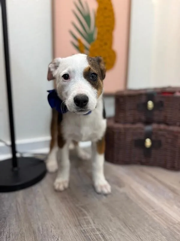 Poppy Lou Zoomieboo thumbnail 2
