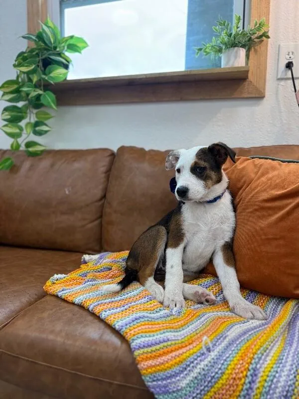 Poppy Lou Zoomieboo thumbnail 4