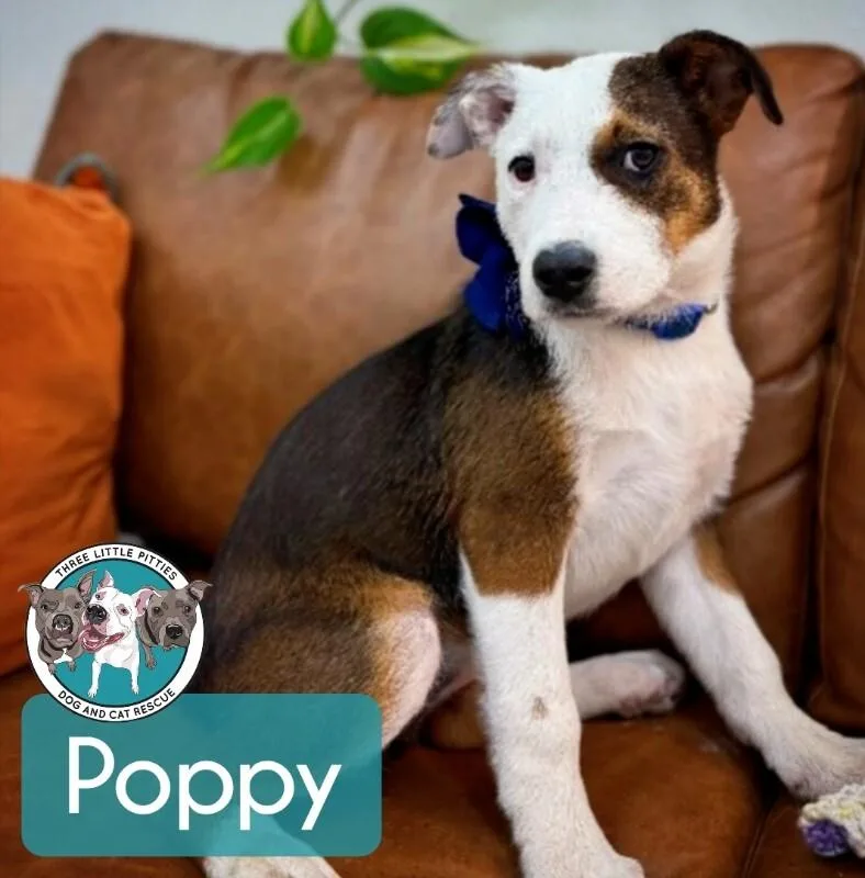 Poppy Lou Zoomieboo thumbnail 5
