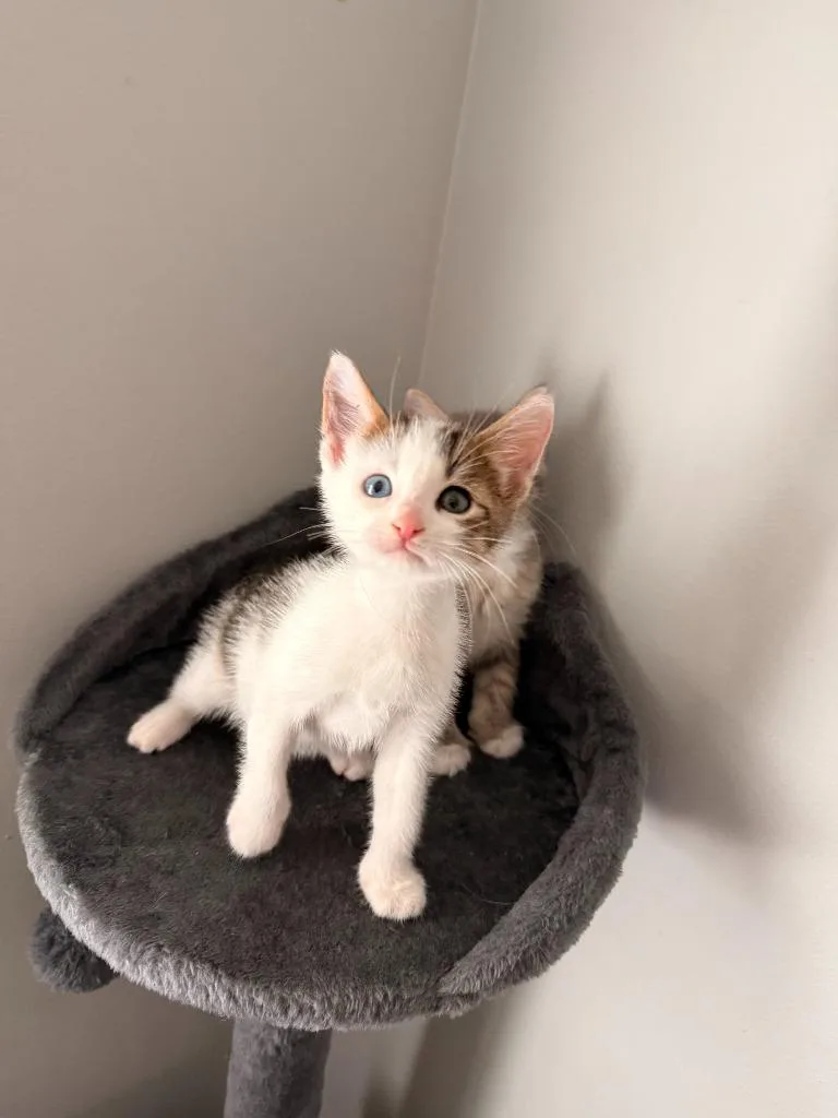 A baby small-sized male Domestic Short Hair cat named Lucky for adoption in Darien, GA