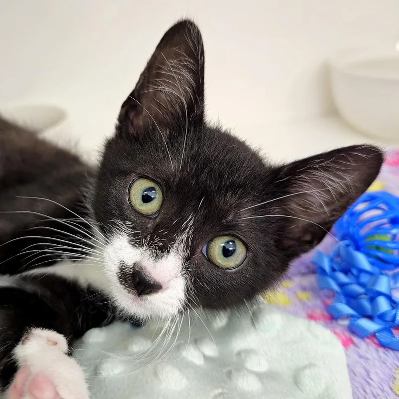 A baby small-sized female Domestic Short Hair cat named Winnie for adoption in Cumming, GA