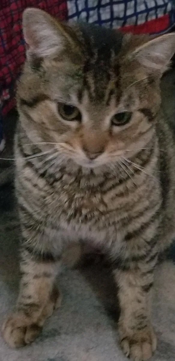 An adult medium-sized female Tabby (Buff / Tan / Fawn) Domestic Short Hair cat named Gretchen for adoption in Delmont, PA