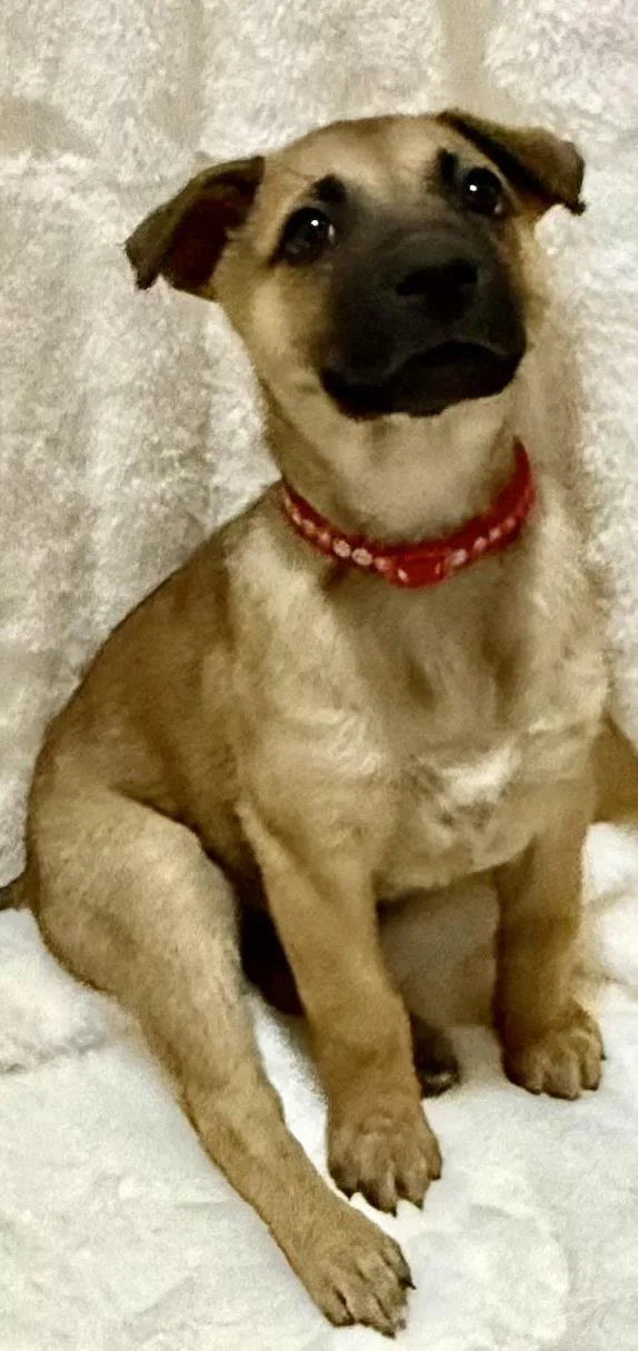 A baby medium-sized female Yellow / Tan / Blond / Fawn German Shepherd Dog dog named Bunny for adoption in Austin, TX