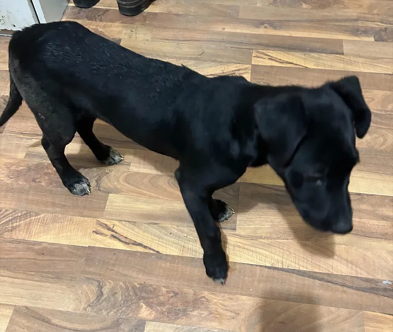 Jet