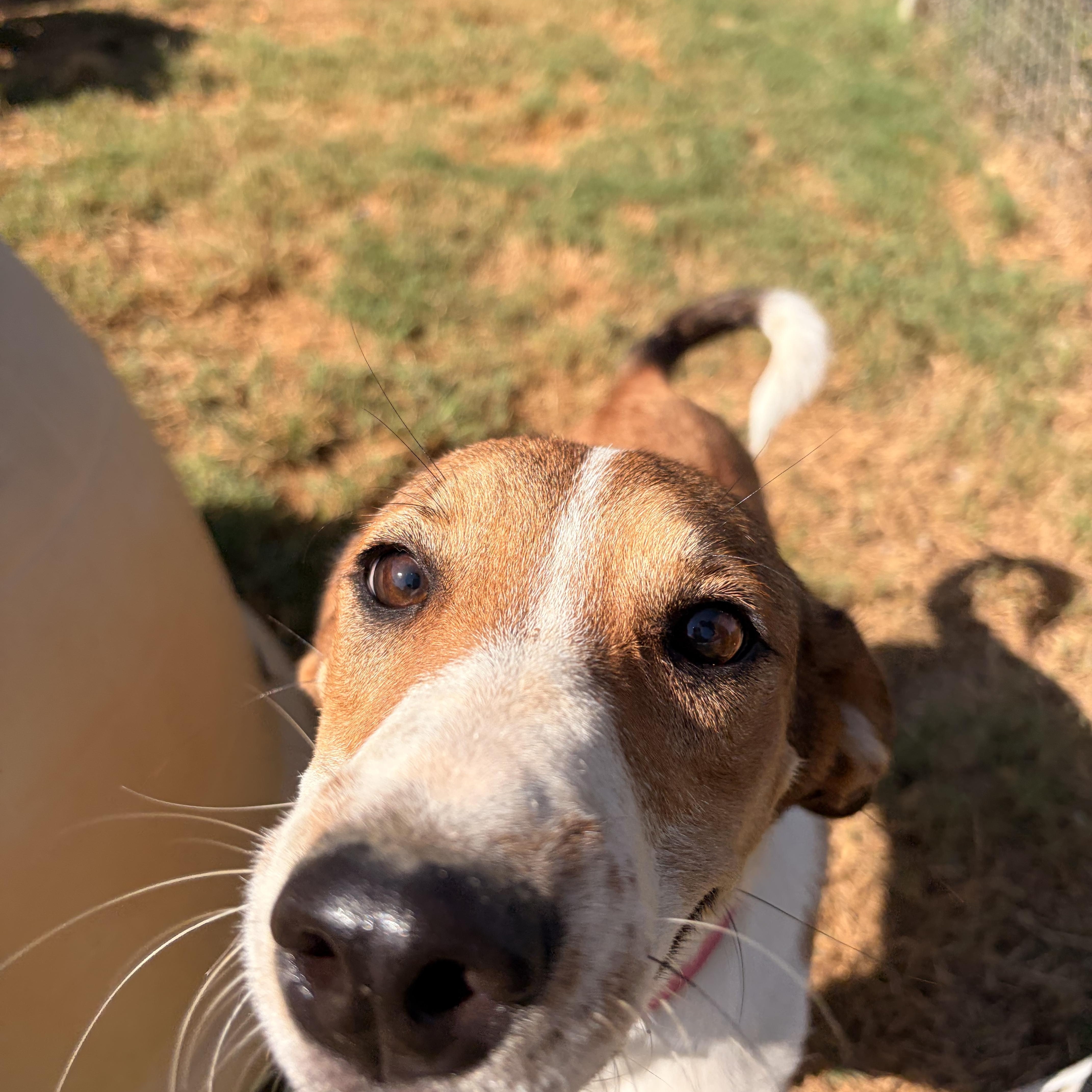 A young medium-sized female Tricolor (Brown, Black, & White) English Foxhound dog named Susie Q for adoption in Melbourne, AR
