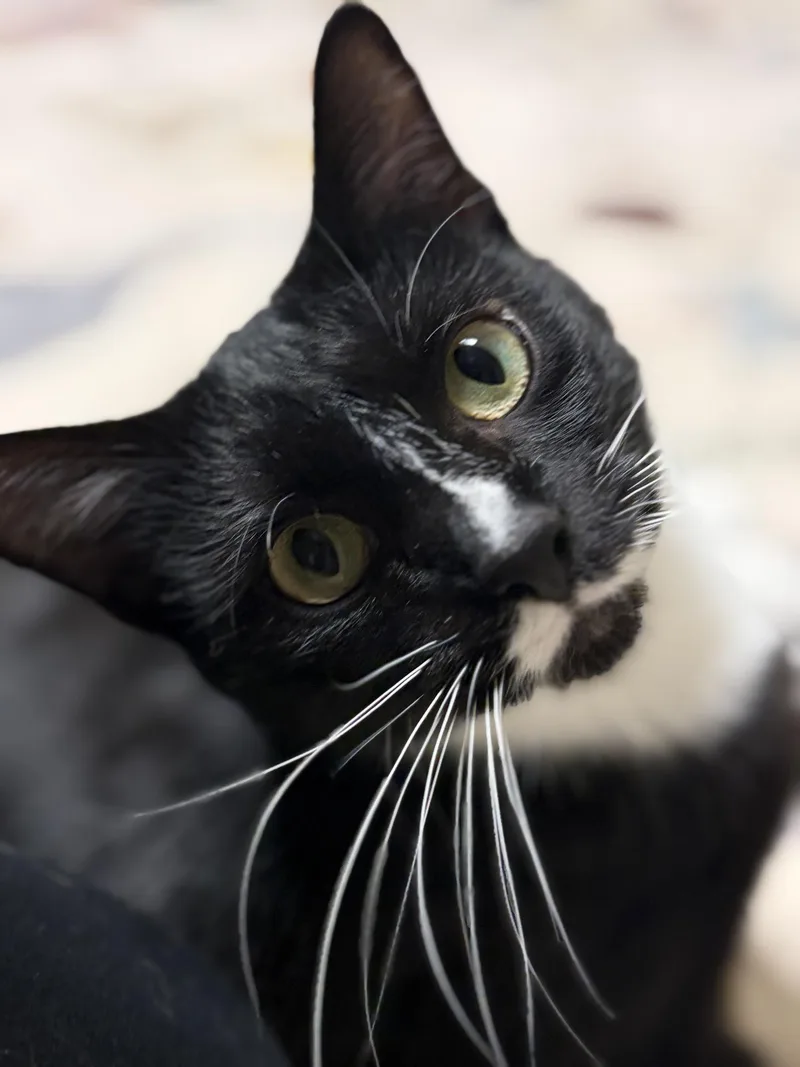 A young medium-sized female Black & White / Tuxedo Tuxedo cat named Nebula for adoption in Greensburg, PA