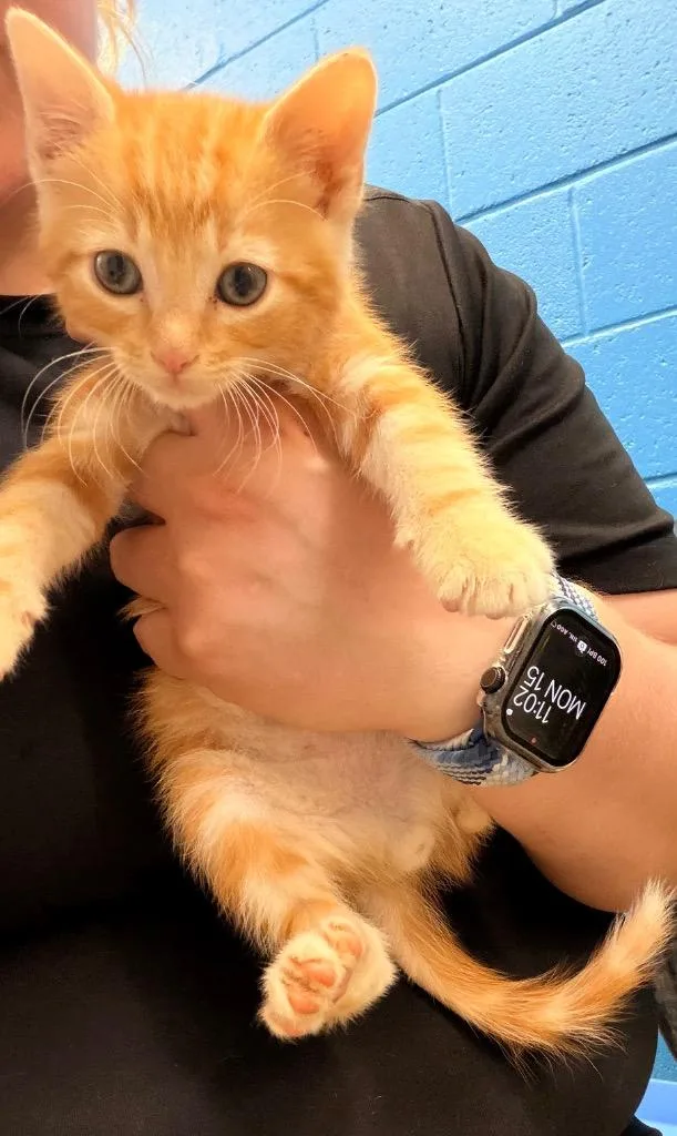A baby medium-sized male Domestic Short Hair cat named Turmeric for adoption in Newcastle, OK