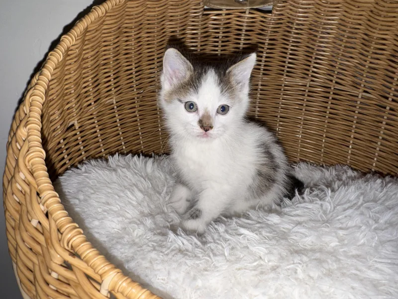 A baby small-sized male Domestic Short Hair cat named Marshmellow for adoption in Heyburn, ID