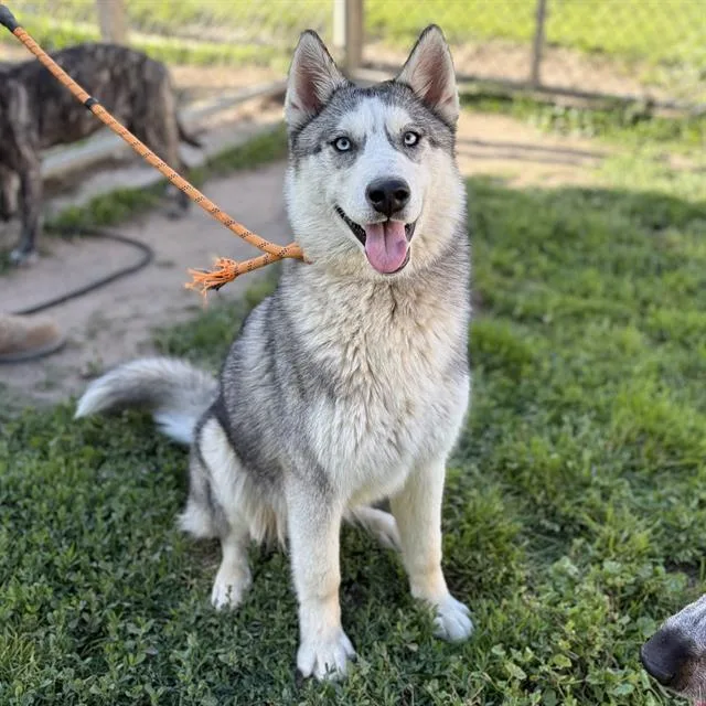 A young medium-sized male Siberian Husky dog named River for adoption in Modesto, CA