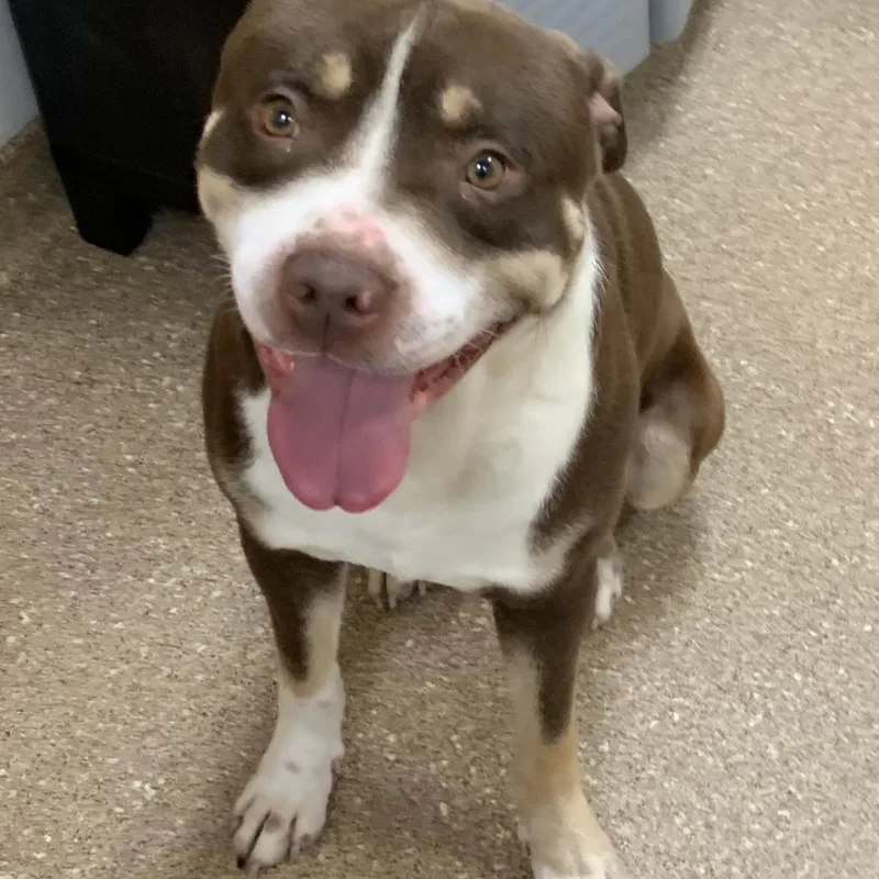 Pumba
