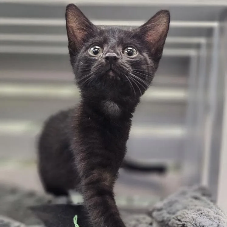 A baby small-sized female Black Domestic Short Hair cat named Ziptie for adoption in Lynchburg, VA