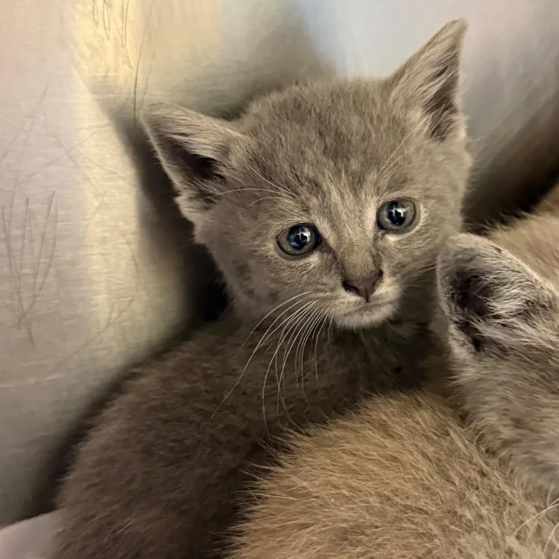 A baby small-sized female Gray / Blue / Silver Domestic Short Hair cat named Hemera for adoption in Raleigh, NC