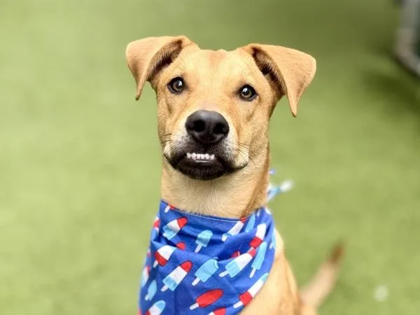 A young medium-sized male Mixed Breed dog named Walnut for adoption in New York, NY