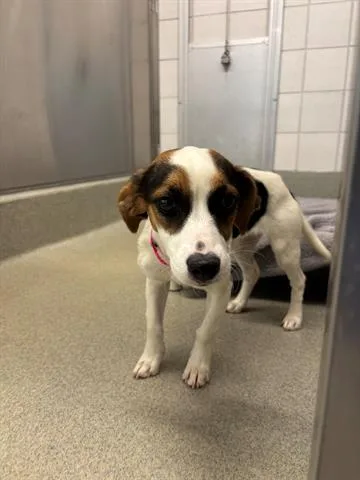 A young small-sized female Beagle dog named Molly for adoption in San Martin, CA