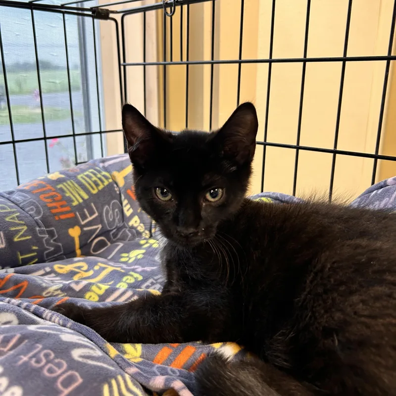 A baby small-sized male Black Domestic Short Hair cat named Spicy Meatball for adoption in Myerstown, PA
