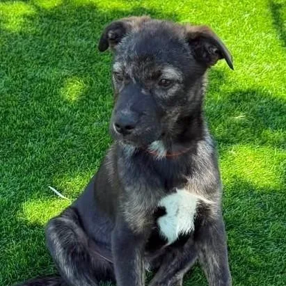 A young medium-sized male Australian Cattle Dog / Blue Heeler dog named Aladar for adoption in Chino valley, AZ
