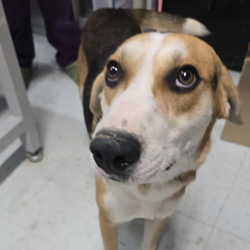 A young medium-sized male Black and Tan Coonhound dog named Bagel for adoption in Marble, NC