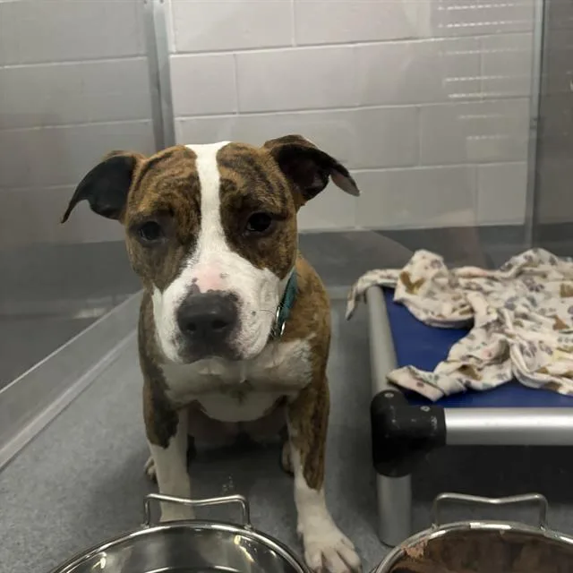 A young medium-sized female Pit Bull Terrier dog named Suga Pop for adoption in Indianapolis, IN