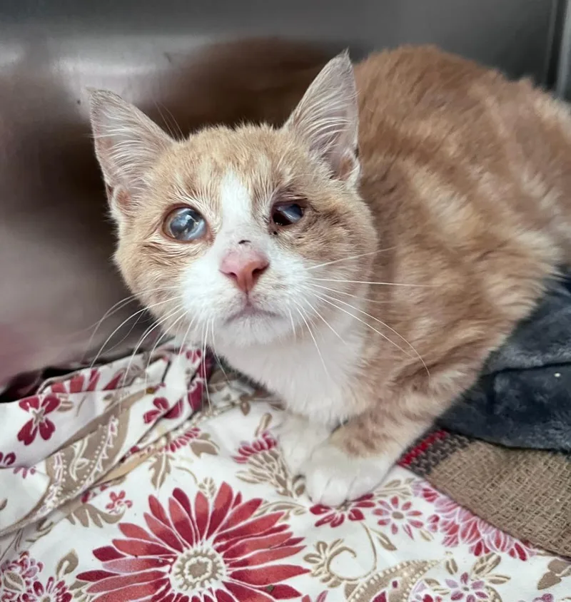 A baby medium-sized male Domestic Short Hair cat named Patch for adoption in Pomona, NY