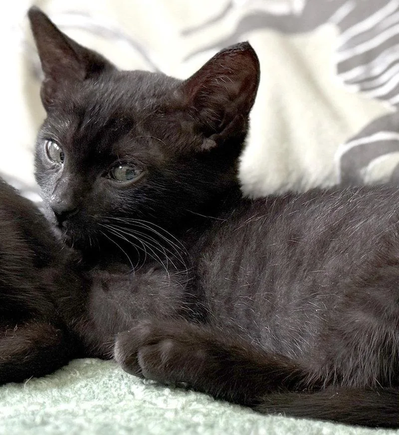 A baby medium-sized male Black Domestic Short Hair cat named Shy Guy for adoption in Ventura, CA