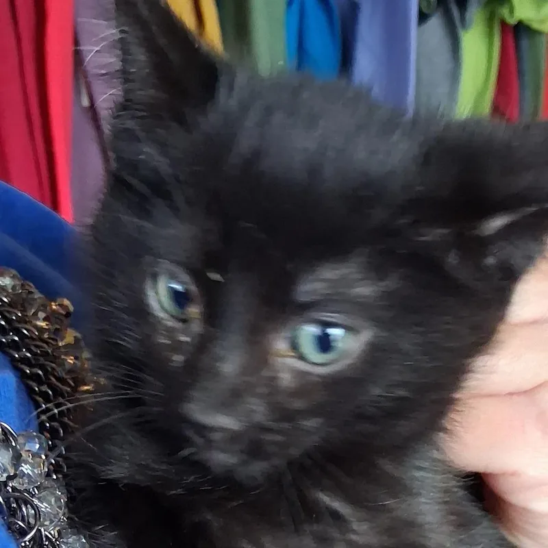 A baby small-sized male Black Domestic Short Hair cat named Lava Cake for adoption in Marion, IL