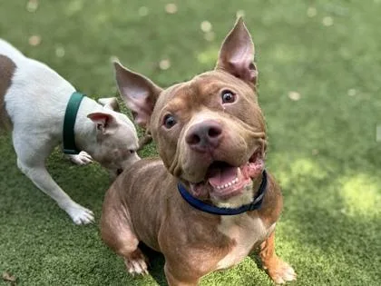 An adult large-sized male American Bulldog dog named Doc Martens for adoption in Gainesville, FL