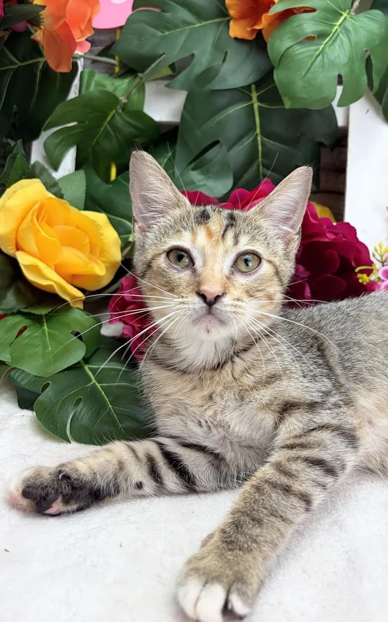 A baby small-sized female Orange / Red Domestic Short Hair cat named Cherry The Zoomie for adoption in Ocean Springs, MS