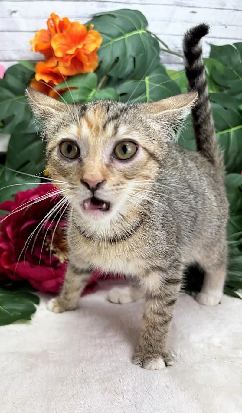 Cherry  The Zoomie thumbnail 2