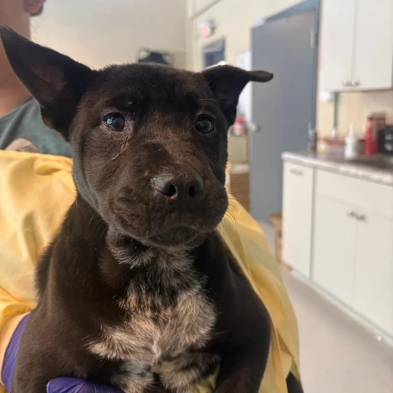 A baby small-sized female Black Mixed Breed dog named Cassie for adoption in Huntington, WV