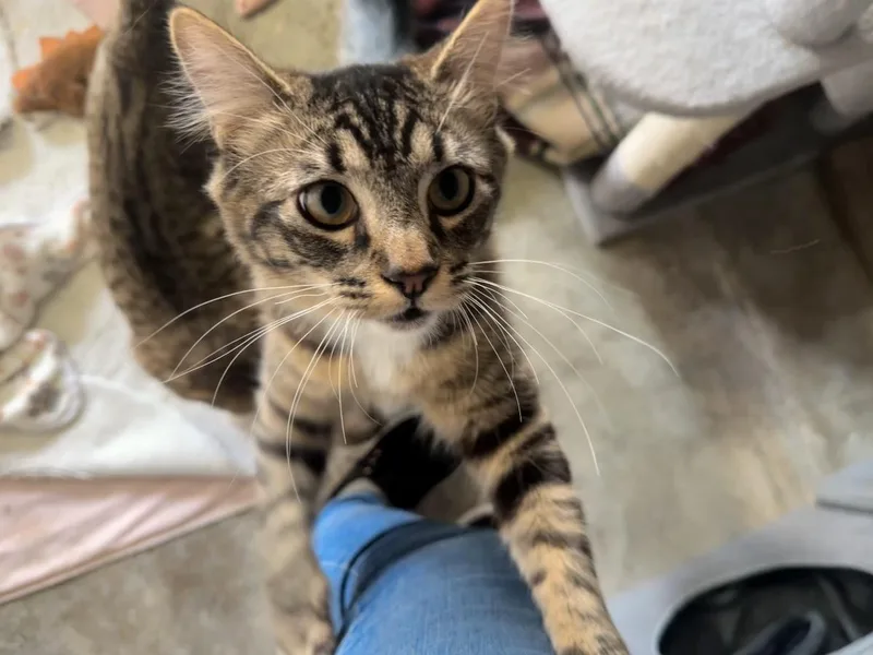 John Wayne thumbnail 4