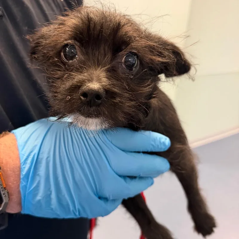 A baby small-sized male Black Mixed Breed dog named Tiqui for adoption in Greensboro, NC
