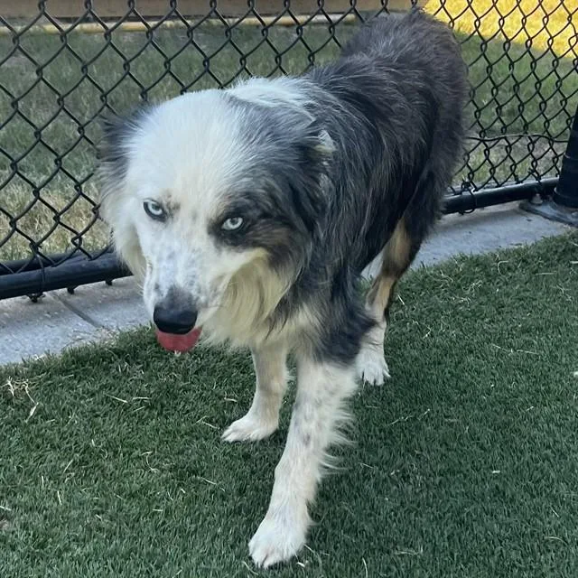An adult medium-sized male Mixed Breed dog named Shuri for adoption in Dallas, TX