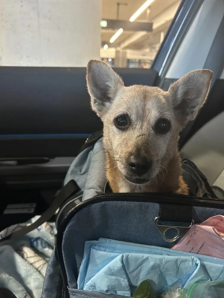 Glorious Glory thumbnail 4